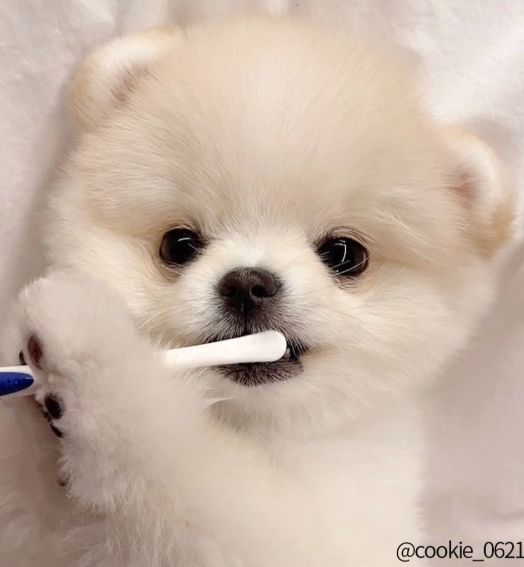 SMALL Soft Dental Toothbrush